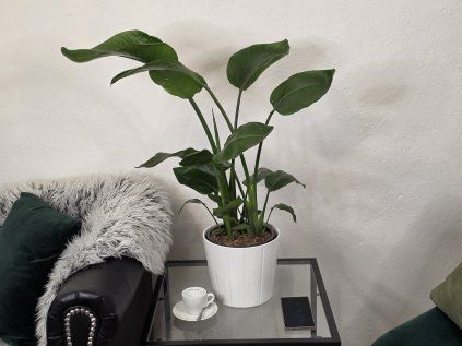 Strelitzia Nicolai 2pp 90cm