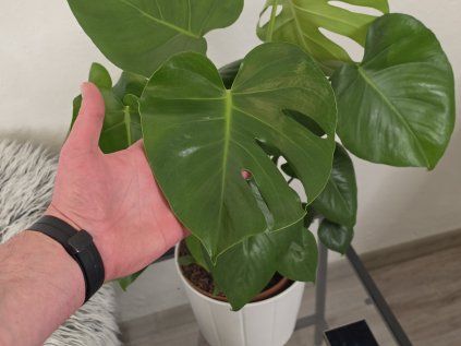Monstera deliciosa 70cm