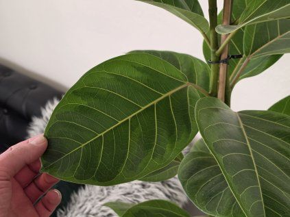 Ficus altissima 120cm