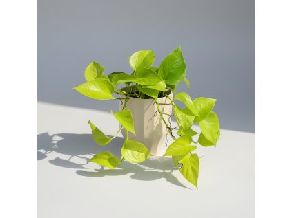 Epipremnum Neon "Golden Pothos"