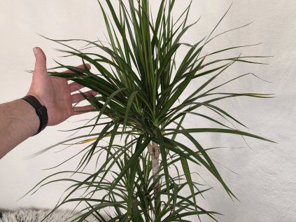 Dracaena marginata  3 kmene 120 cm
