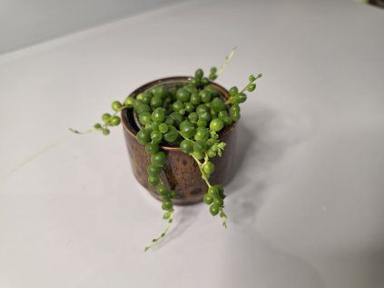 Senecio rowleyanus