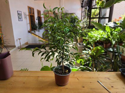 Ficus benjamina