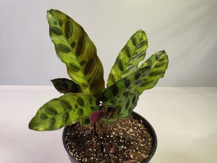 Calathea lancifolia