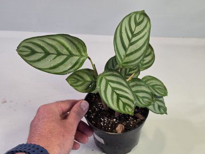 Ctenanthe setosa 'Compactstar'