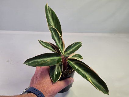 Stromanthe thalia