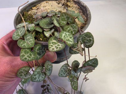 Ceropegia