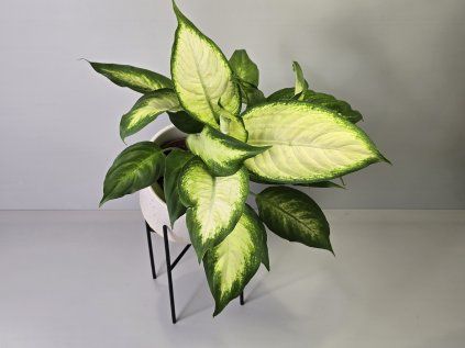 Aglaonema "Camila"