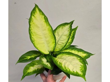 Dieffenbachia Camila