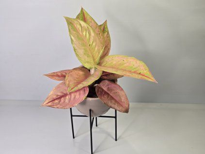Aglaonema Pastella