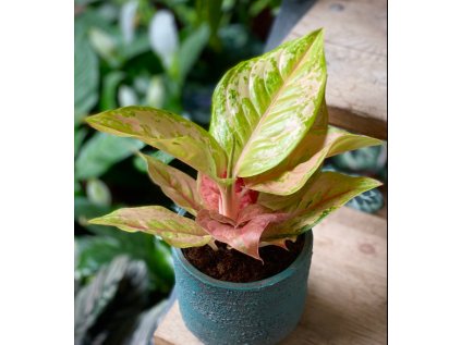Aglaonema Pastella