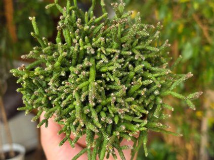 Rhipsalis burchellii