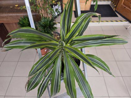 Dracaena fragrans ‘Lemon Lime’