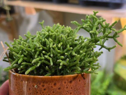 Rhipsalis cereuscula