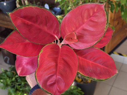 Aglaonema 'China Red'