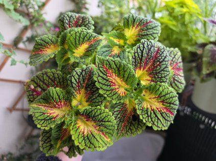 Coleus decurrens