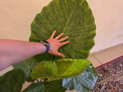 Alocasia 'Imperial Red'