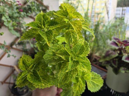 Coleus