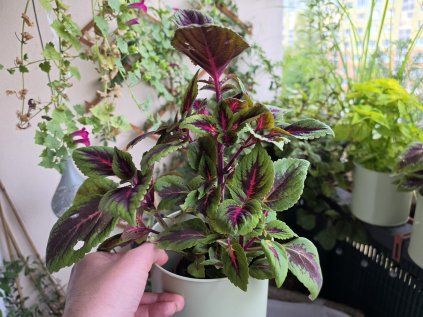 Coleus 2