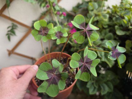 Oxalis tetraphylla