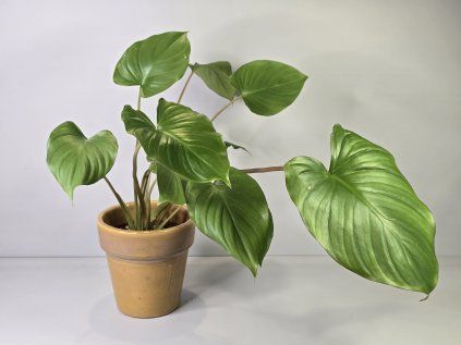 Homalomena rubescens 'Maggy'