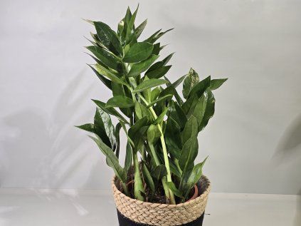 Zamioculcas ‘Pixie’