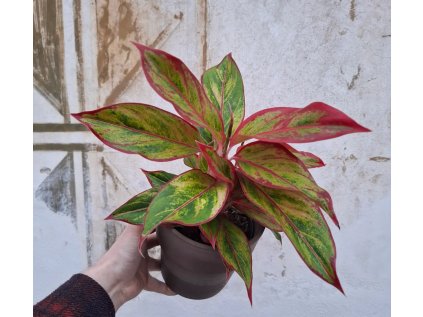 Aglaonema Siam Aurora