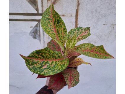 Aglaonema Painted Celebration