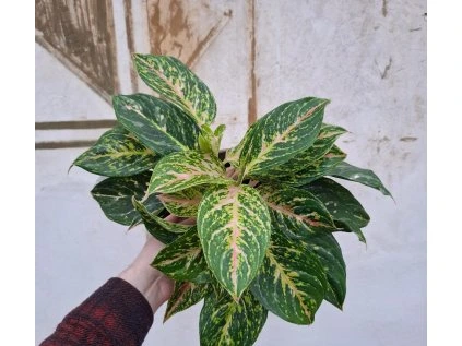 Aglaonema Pistachio Pink