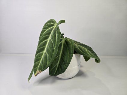 Anthurium villenaorum