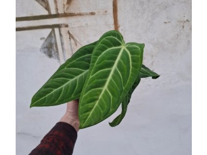 Anthurium villenaorum