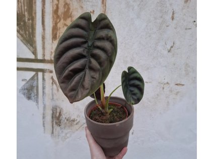 Alocasia cuprea Red Secret