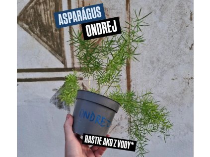 Asparágus Ondrej