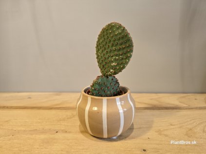 Opuntia microdasys var. rufida