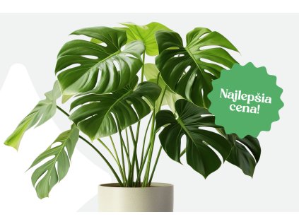 banner monstery mobile02