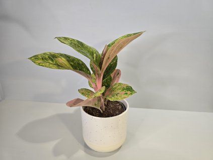 Aglaonema Apple Fantasy