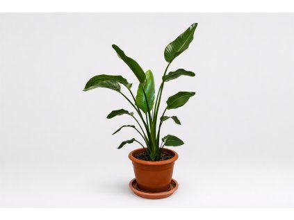 Strelitzia Nicolai