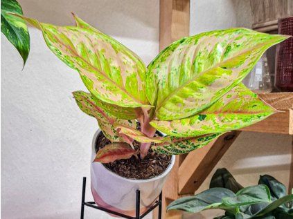Aglaonema Aqua Green