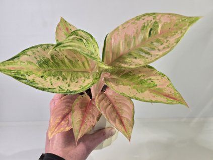 Aglaonema Aqua Green