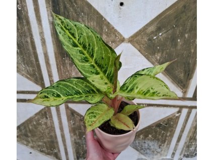 Aglaonema Chartreuse