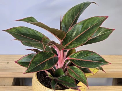 Aglaonema Crete