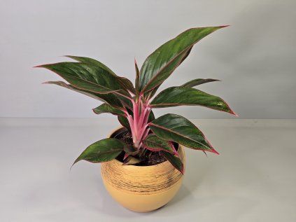 Aglaonema Crete