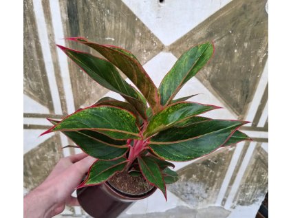 Aglaonema Crete