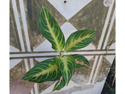 Aglaonema Eyecatcher