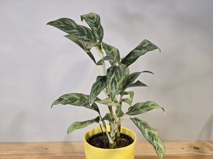 Aglaonema Cutlass