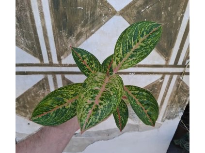 Aglaonema Forest Pink