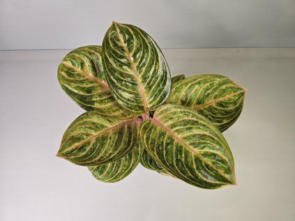 Aglaonema Grand Blossom