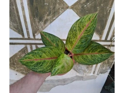 Aglaonema Grand Blossom