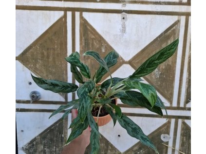 Aglaonema Juliette