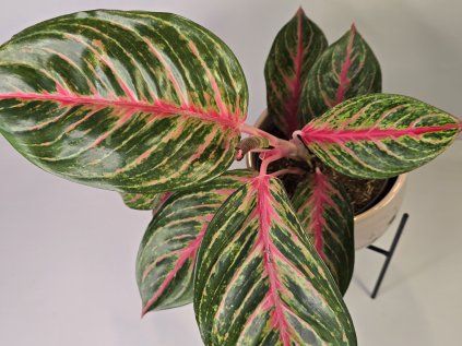 Aglaonema Red Peacock